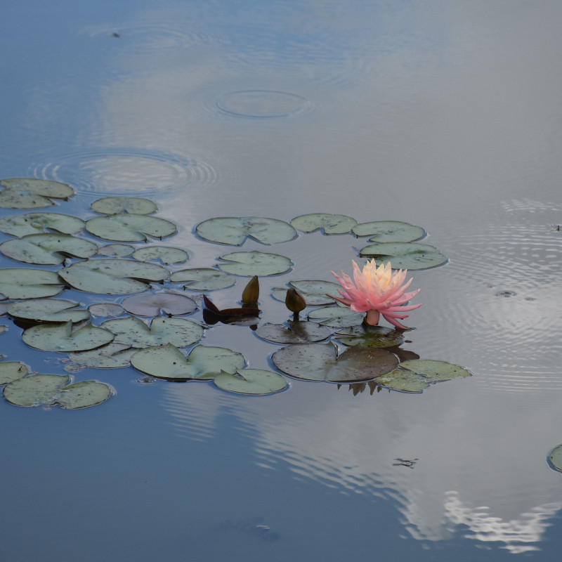 R.Kopatschek_Seerose